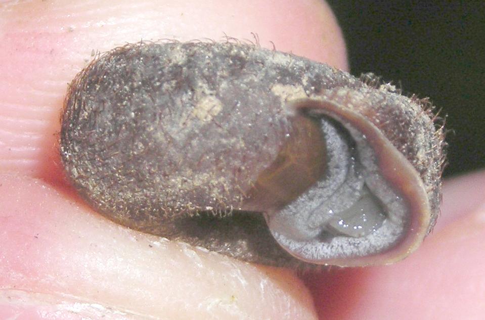 Chiocciola pelosa